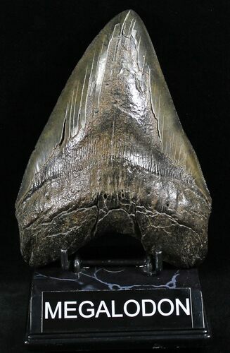 Monster Fossil Megalodon Tooth - Serrated #26514